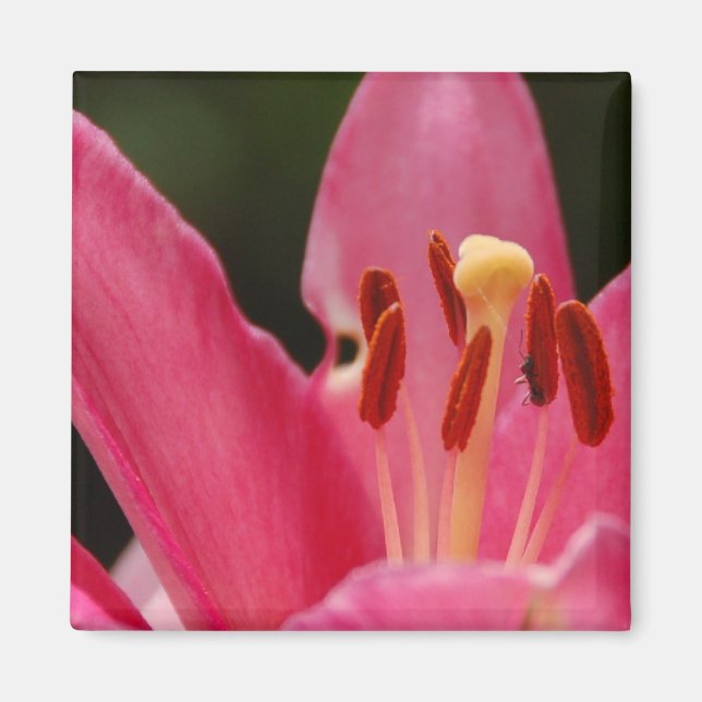 Think Pink Lily Magnet (Front)