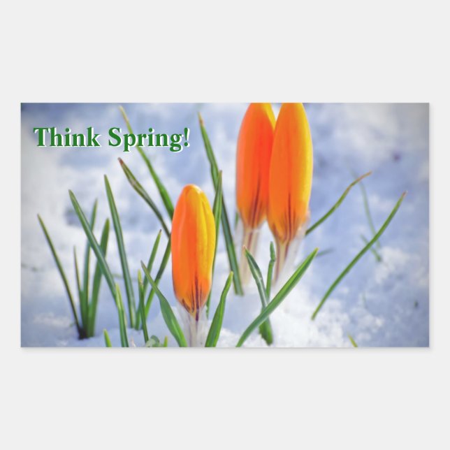 Think Spring! Crocus Flower Pushing Thru Snow Rectangular Sticker (Front)