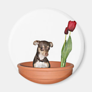 think spring! magnet