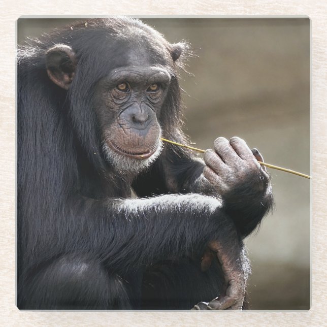 Thinking About Monkeying Around Glass Coaster (Front)
