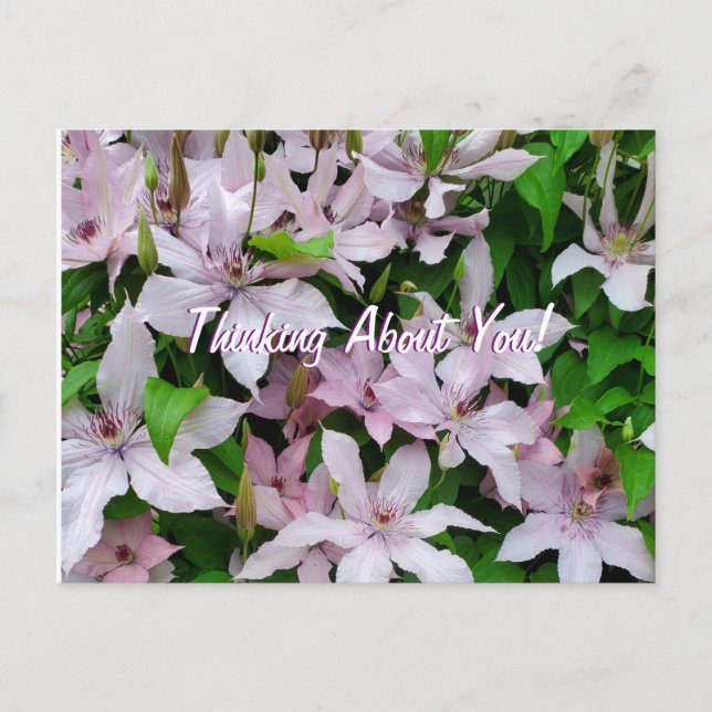 Thinking About You Clematis Purple Flowers Postcard (Front)