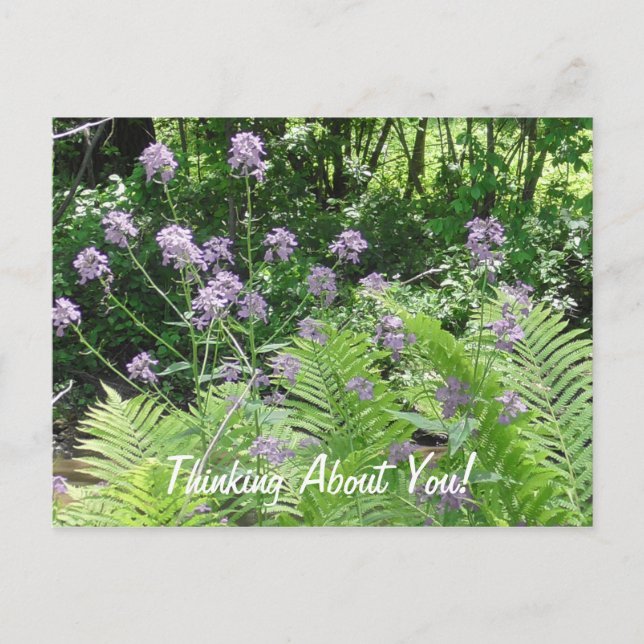 Thinking About You Purple Flowers Just Saying Hi Postcard (Front)