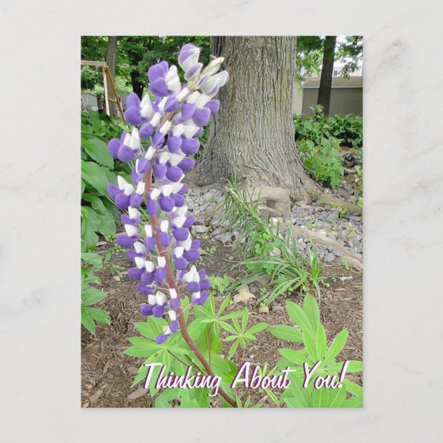 Thinking About You Purple Lupine Floral Postcard (Front)