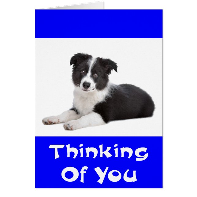 Thinking of Border Collie Puppy Dog Card (Front)