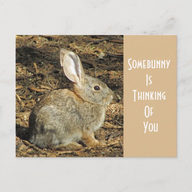 Thinking Of You Adorable Wild Brown Bunny Postcard (Front)