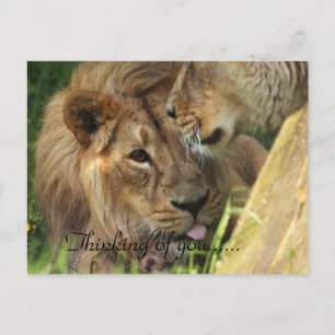 Thinking Of You African Lions Love Postcard
