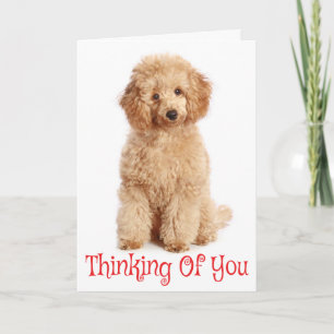 Thinking of You Apricot Poodle Puppy Dog Card