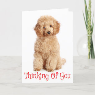 Thinking of You Apricot Poodle Puppy Dog Card