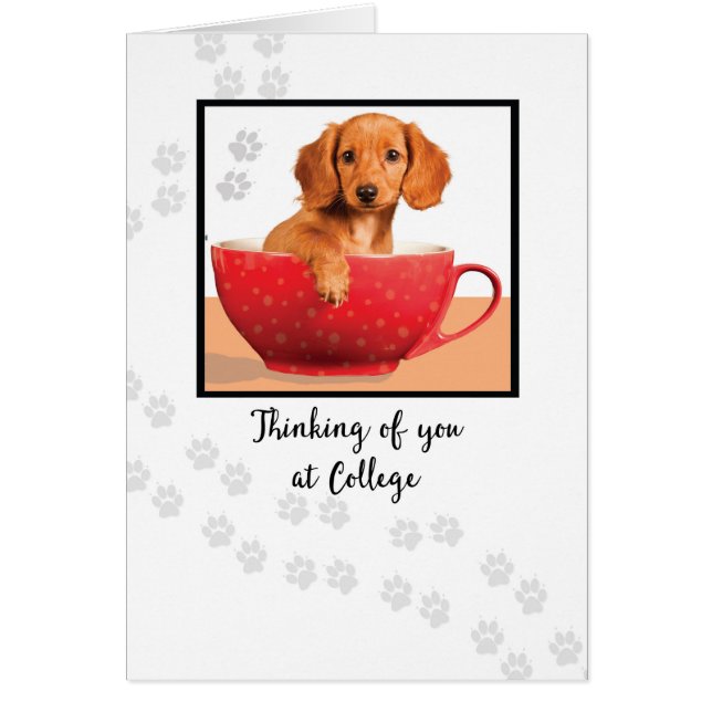 Thinking of You at College Cute Dachsund Dog (Front)