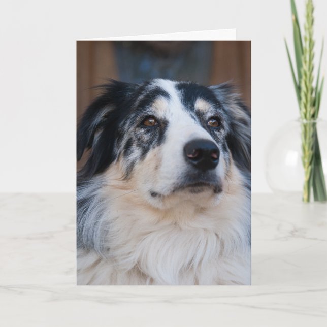 Thinking of You Australian Shepherd Close Up Photo Card (Front)