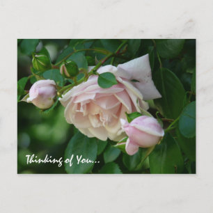 " Thinking of You"-Beautiful Pink Roses Postcard