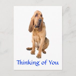 Thinking of You Bloodhound Dog Greeting Postcard