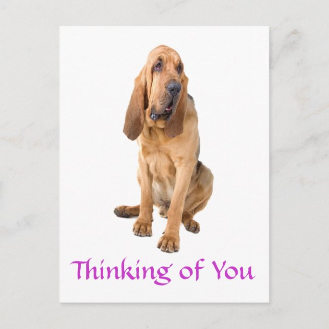 Thinking of You Bloodhound Dog Greeting Postcard (Front)