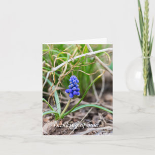 Thinking Of You Card - Lonely Grape Hyacinth