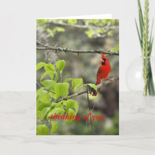 thinking of you/ cardinal card
