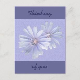 Thinking of You - Chicory Wildflower Postcard