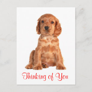 Thinking of You Cocker Spaniel Puppy Dog Postcard