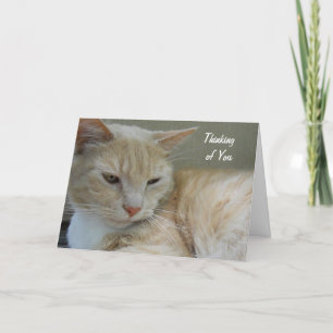 THINKING OF YOU Cute Cat Animal Custom Photograph Card
