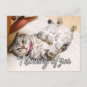 Thinking Of You - Cute Kitty Cat Postcard