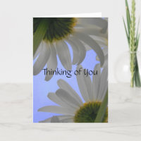 Thinking of You Daisy Day Greeting Card