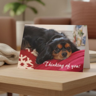 Thinking of You Dog Lover Cavalier King Charles  Card