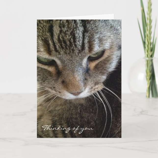 Thinking of You Funny Tabby Cat Card (Front)