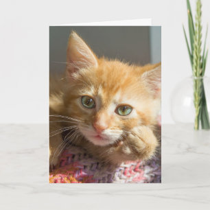 THINKING OF YOU GINGER KITTEN CAT CARDS