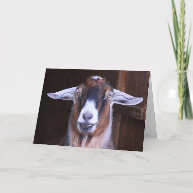 Thinking of You Goat Greeting Card (Front)