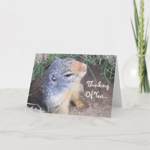 Thinking Of You Groundhog Card