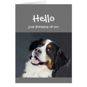 Thinking of you Hello Smiling Dog Fun