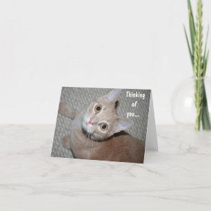 Thinking of You Kitten Card