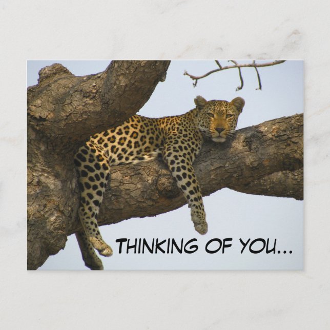 Thinking of You (Leopard in a Tree) Postcard (Front)