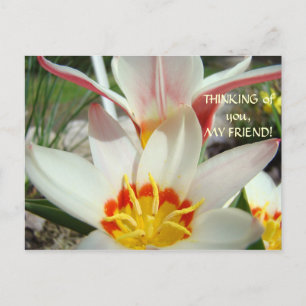 THINKING OF YOU, MY FRIEND! Post Card Tulip Flower