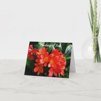 Thinking of You Orange Clivias Card