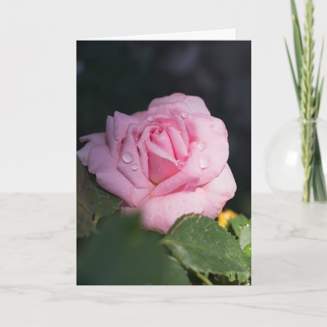 Thinking of You - Pink Rose Card (Front)