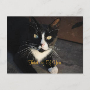 Thinking Of You Postcard