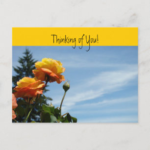 Thinking of You postcards Orange Rose Garden