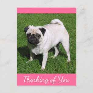 Thinking of You Pug Puppy Dog Post card