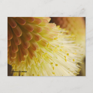 Thinking of You Radiant Torch Lily Postcard