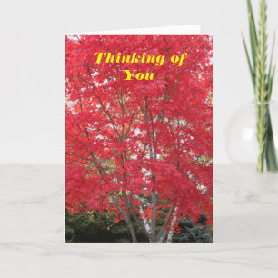 Thinking of You Red Fall Leaves Tree Card