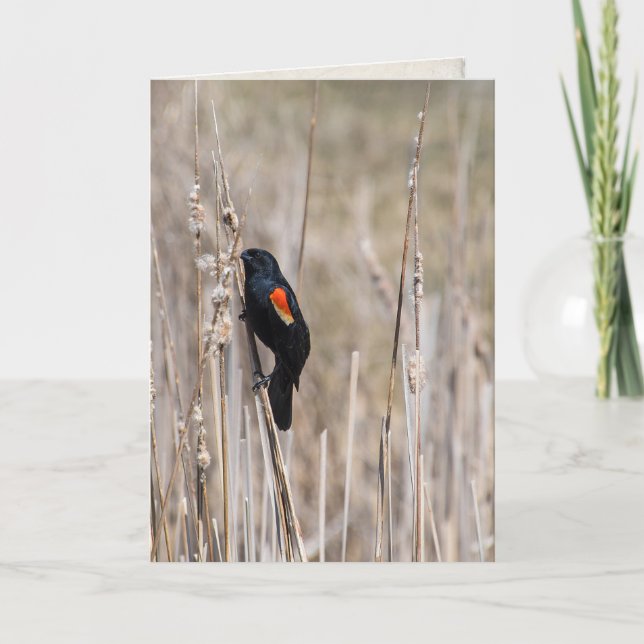 thinking of you-red winged blackbird on dry grass card (Front)
