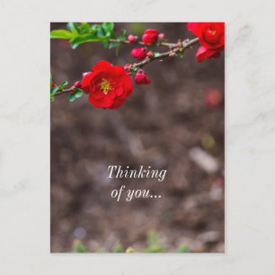 Thinking of You Scarlet Top Thinking Of You Postcard