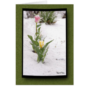 Thinking of You Snow Sprinkled Pink Yellow Tulips