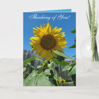 Thinking of You Sunflower Photography