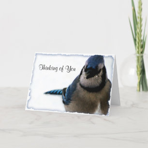 Thinking of You - Winter Blue Jay Series Card
