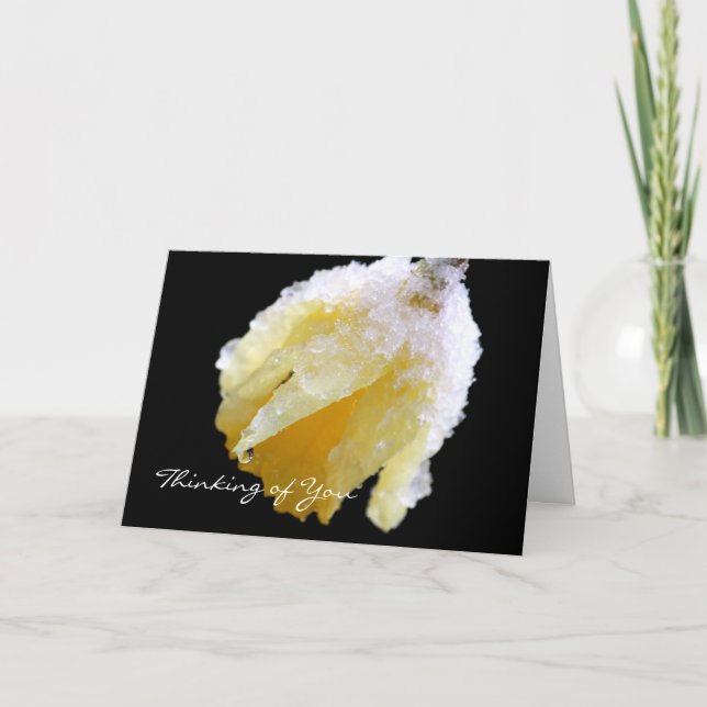 Thinking of You Winter Daffodil Greeting Card (Front)