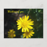 Thinking of you - Yellow Daisy