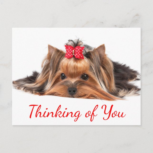 Thinking Of You Yorkshire Terrier Puppy Dog Hello Postcard (Front)