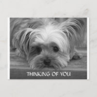 Thinking of You Yorkshire Terrier Puppy Postcard