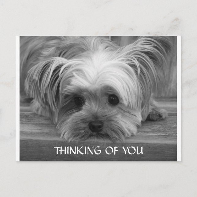Thinking of You Yorkshire Terrier  Puppy  Postcard (Front)
